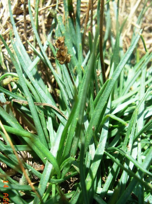 Plantago maritima subsp. serpentina